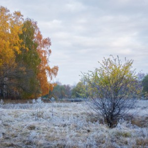 Серебристо-золотая осень